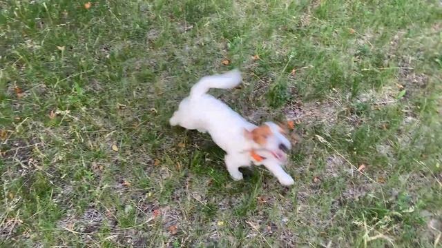 Когда охота на охоту!!! Будни Джек Рассел терьера. смотреть онлайн