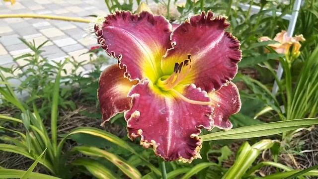 Лилейник Spacecoast Sharp Tooth Источник: http://raycvetov.zakupka.com/p/100513036-lileynik-spaceco смотреть онлайн