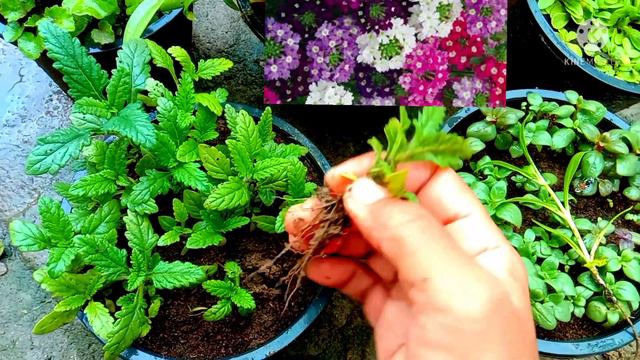 747.Grow #Verbena Seedlings with me of my Tips in rain.🌸🌧🌧 смотреть онлайн