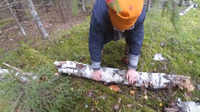 Грибы сходят, червяки отъедаются, конец сентября. Тихая охота. Грибалка. смотреть онлайн