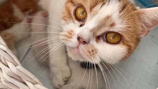 Взвешиваем спасённого Котенка и его братиков смотреть онлайн