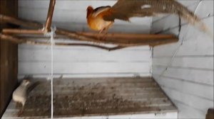 Лимонный фазан каким был и каким стал!