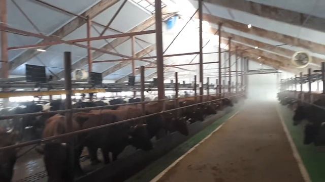 Работа системы микроклимата в коровнике из сендвич-панелей в мороз -23 на улице (полная загрузка) смотреть онлайн