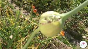 ВСЕ О ЧЕСНОКЕ