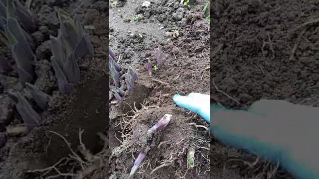Хоста - когда и как можно рассадить смотреть онлайн