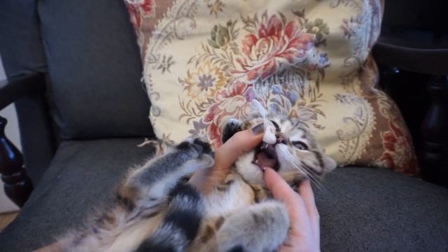 У кошки черный рот? смотреть онлайн