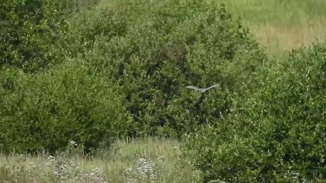 № 1498 12. 07. 2021 .Луговой лунь смотреть онлайн