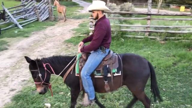 MULE BUCKS ME OFF! -Mule Ranching Vlog #1