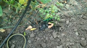 Как убрать(вывести) Кампсис, Хмель с участка - Это СРЕДСТВО мало кто знает.