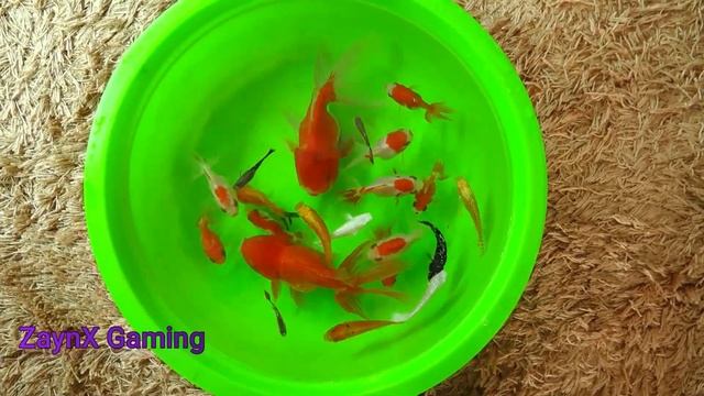 Big Python Cute Baby Ranchu Goldfish Molly Ping Pong Angelfish Cichlid Koi Carp Fish animals Videos смотреть онлайн