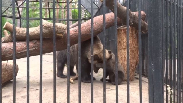 Медвежонок очень хочет побороть свою маму❣ смотреть онлайн