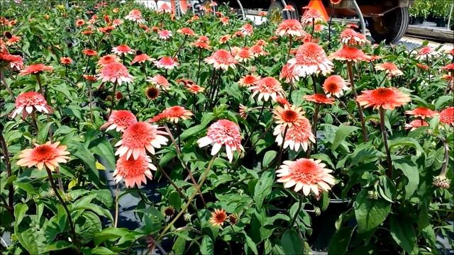 Best Perennials - Echinacea Raspberry Truffle (Coneflower) смотреть онлайн