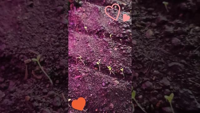 #петуния ПЕТУНИЯ ИЗ ПРОФСЕМЯН ВСХОДЫ #изсемян #профсемена #всходы #петунияизсемян #петунии #наизнан смотреть онлайн