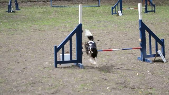 ККЧС Лёва и Каталымова Юлия аджилити А-1 Серебряный бор смотреть онлайн