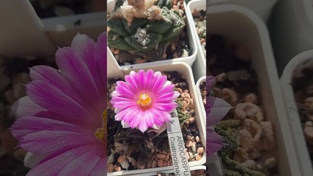 Ариокарпусы во всей красе смотреть онлайн