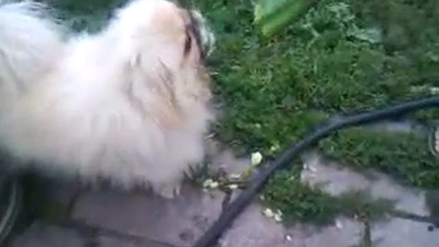 Блендер Вася.MP4 смотреть онлайн