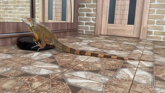 Реакции животных на робот-пылесос REDMOND RV-R650S WiFi смотреть онлайн