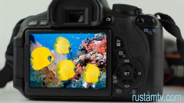 Фотографии подводного мира смотреть онлайн