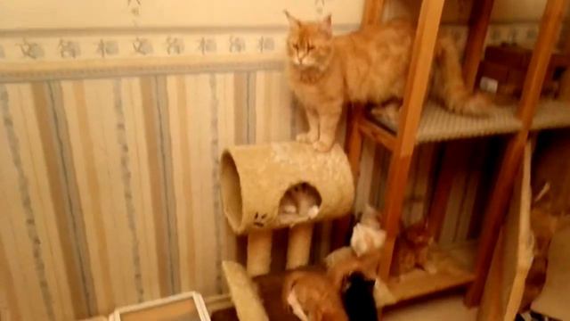 Котята мейн-кун смотреть онлайн