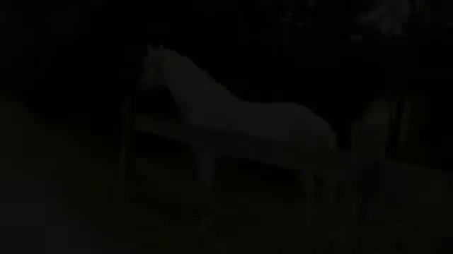 White horse in Bad Fussing, Germany смотреть онлайн