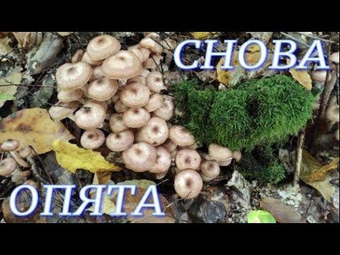№391/ ВОСПОМИНАНИЕ! УДАЧНАЯ поездка в лес за ОПЯТАМИ