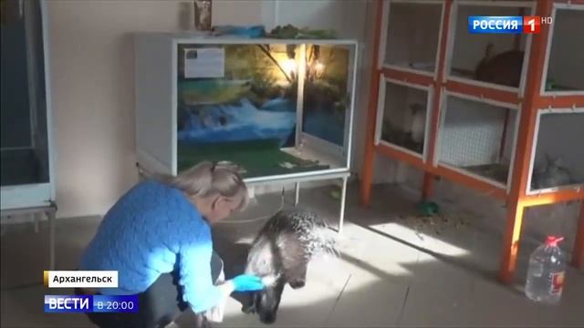 Контактные зоопарки ограничат с нового года смотреть онлайн