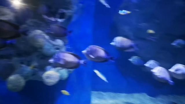 Египет 2020. Хургада. Океонариум "Гранд Аквариум" смотреть онлайн