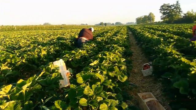 Збір трускавки в Польщі 2020. Як це було. Вся правда!!!! смотреть онлайн