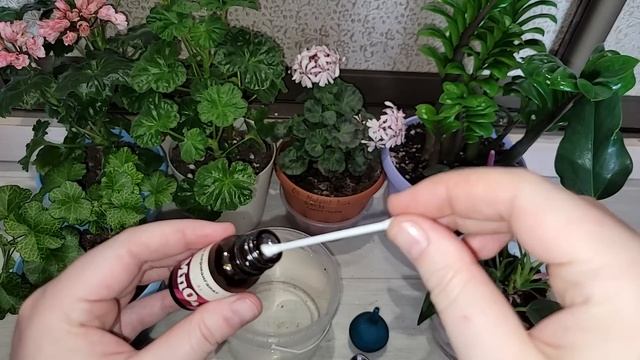 ВНЕСИ под любой цветок эти дешевые аптечные подкормки и даже самый слабый куст оживет, позеленеет смотреть онлайн