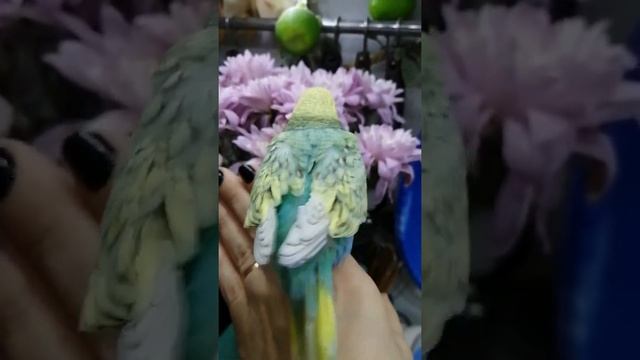 Ручная яркая самочка птенчик получех смотреть онлайн