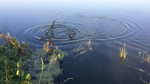Такого клева я еще не видел Один за одним смотреть онлайн