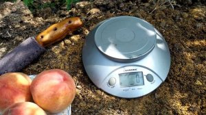 Сорт персика "золотой юбилей"