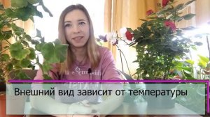 Почему ГЕРАНЬ вытягивается зимой: наглядное объяснение. Пути решения проблемы!