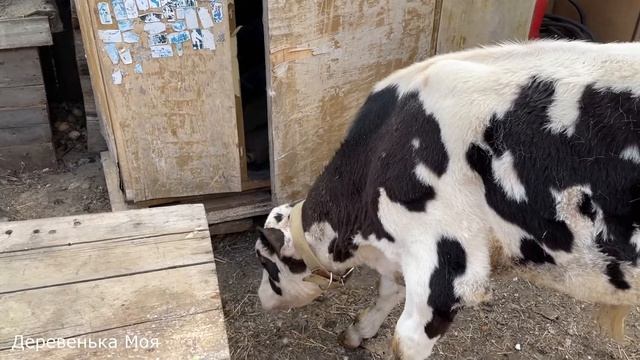 Тюльпанчик привыкает к ошейнику смотреть онлайн