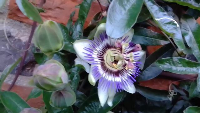PASSIONSBLUME IN MEINEM GARTEN/Juni 2022 ☼ *Lusti Productions® смотреть онлайн