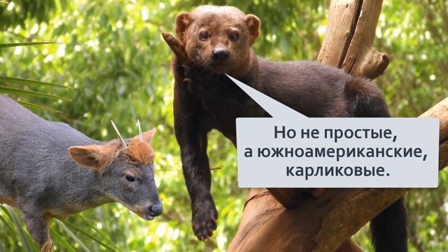 Тайра Лает но не собака Лазает по деревьям но не кошка Приручается, но не домашнее живоное смотреть онлайн