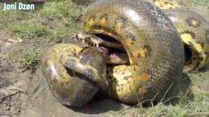 Вот на что способна Анаконда !