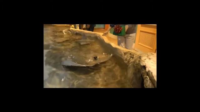 новогоняя подборка смешных видео про животных смотреть онлайн