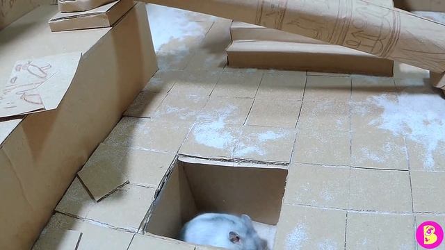 КВЕСТ для ХОМЯЧКОВ или КАК ВЫБРАТЬСЯ ИЗ ДРЕВНЕЙ ГРОБНИЦЫ смотреть онлайн