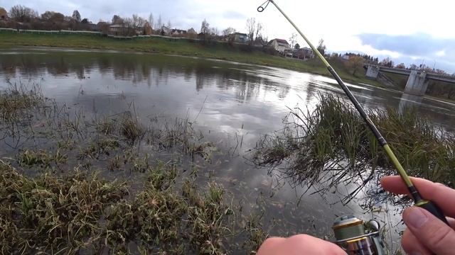 Окунь . Цвет . Размер ... ? Проверка знаний . смотреть онлайн