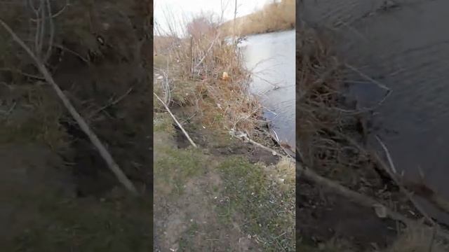 Вырезуб на джиг 2019 смотреть онлайн