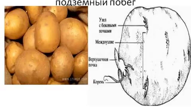 Видоизменение подземных побегов.AVI смотреть онлайн