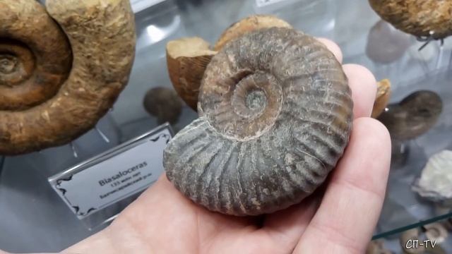 Спешите увидеть! Гигантский аммонит в Ливадии смотреть онлайн