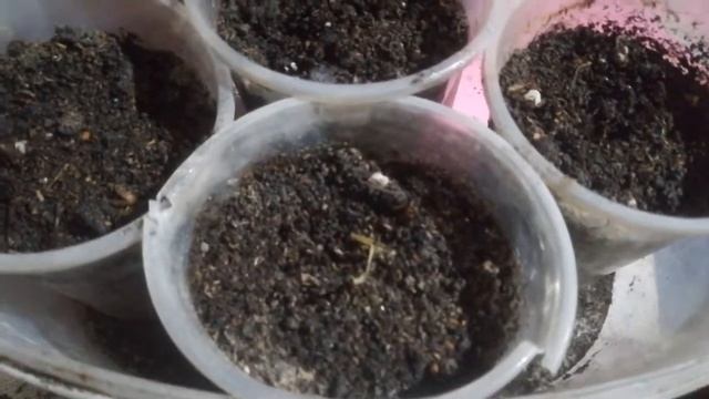 Быстренько сажаю семена Люпина! смотреть онлайн