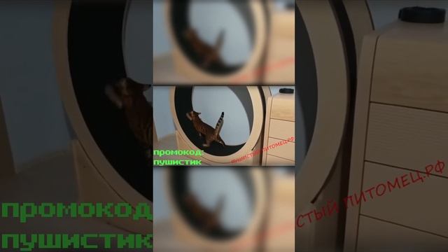 Беговое колесо для кота #shorts смотреть онлайн