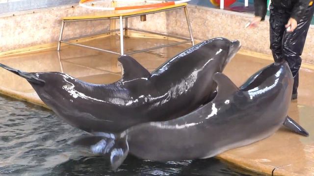 Крым. Биостанция. Дельфины смотреть онлайн