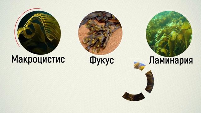 Ботаника.Бурые водоросли. смотреть онлайн