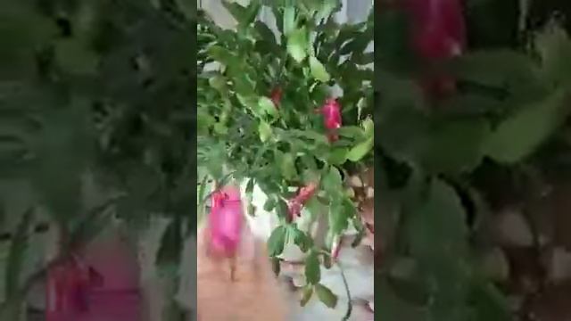 Декабрист же шлюмбера смотреть онлайн