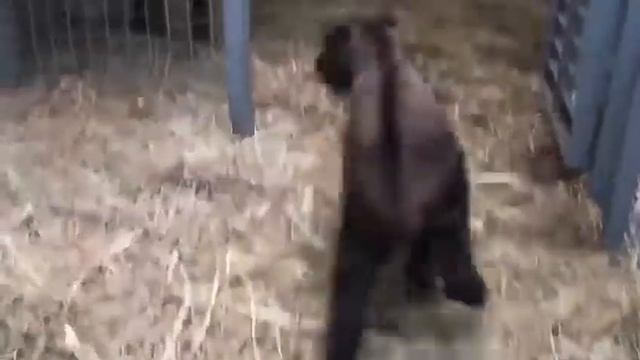 В ростовском зоопарке впервые родился собственный такин смотреть онлайн