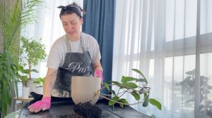 Стефанотис. Пересадка.